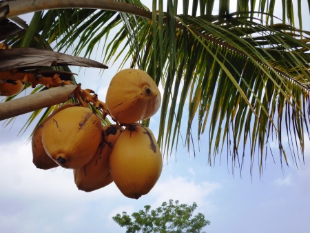  Bunch of orange coconut on treeの写真素材