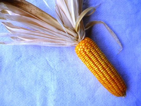  corn and corncob isolated on backgroundの写真素材