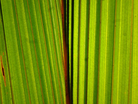 close up of green leaf with shadows