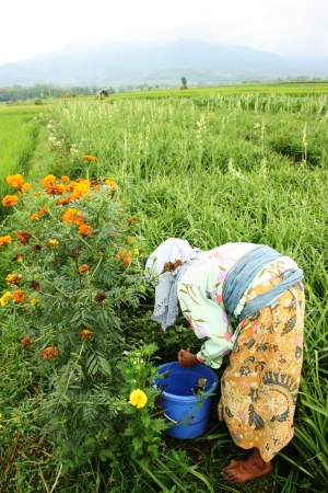 People Working In The Park Of Green gardenの写真素材
