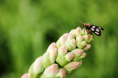 Pretty white with beauty butterfly alighting on a stalkhead of white flowers during a bright summer dayの写真素材