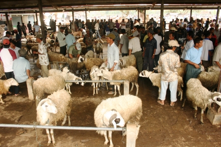 atmosphere in the goats and sheep market in Asia, Indonesiaのeditorial素材