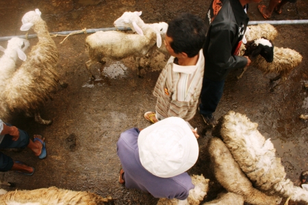 atmosphere in the goats and sheep market in Asia, Indonesiaのeditorial素材