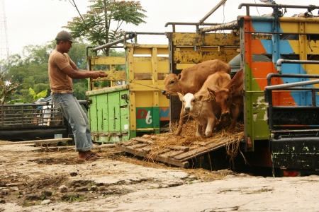 atmosphere in the cattle market in Asia, Indonesiaのeditorial素材