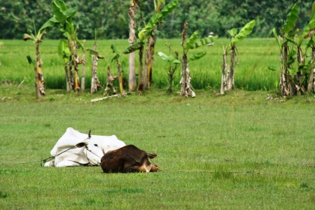 An unidentified indonesian cows the footbal fieldの写真素材