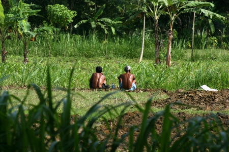 Farmers planting rice in indonesia, working in fieldの写真素材