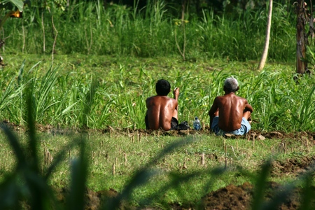 Farmers planting rice in indonesia, working in fieldの写真素材