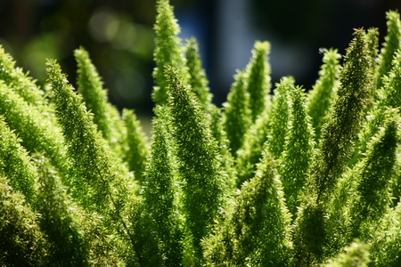 detail of coniferous green trees in the gardenの写真素材