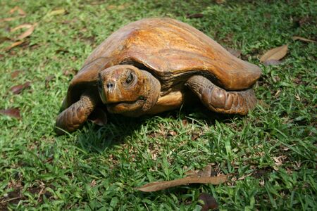turtles that have been preserved , for the bad examples in duplicate