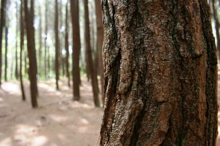 pine tree in the forest area Mangunan, Bantul, Jogjaの写真素材