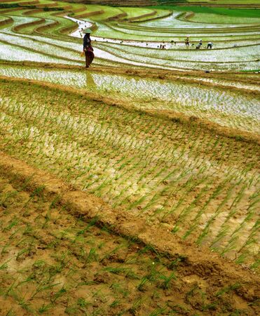 A farm on Blora of the rice paddies are visible good in central java, Indonesiaの写真素材