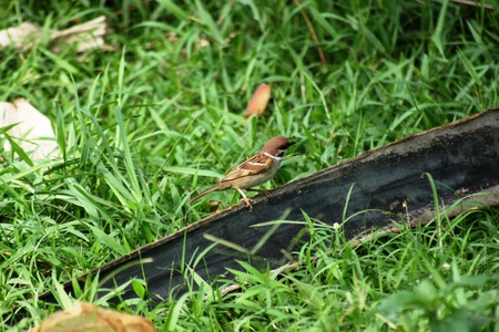bird perched near the home environmentの写真素材