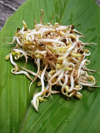 a pile of soybean sprouts on green leavesの写真素材