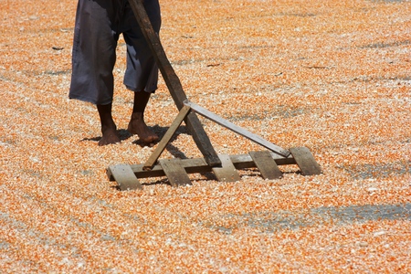 corn cob drying activity in indonesia