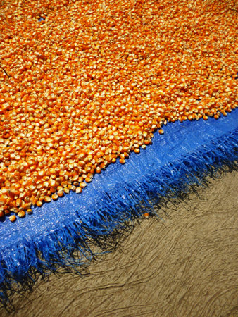 Corn pileの写真素材