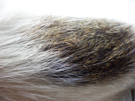 cats fur macro texture closeup in black and white colorの写真素材