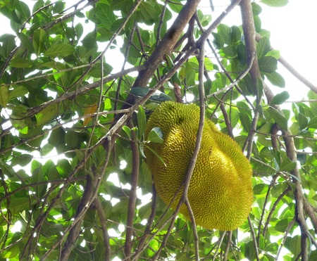 Ripe Jackfruits -- the scientific name for this fruit is Artocarpus heterophyllus