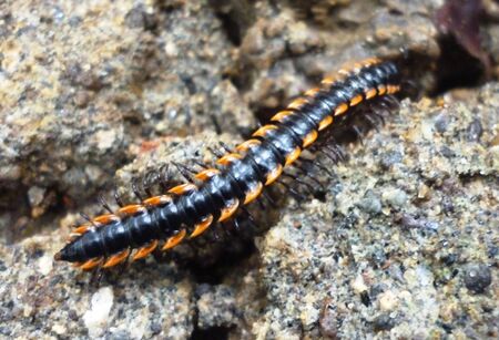black and yellow millipede on hard rockの写真素材