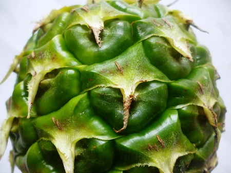 Young Pineapple (Ananas comosus) with green colour on white backgroundの写真素材