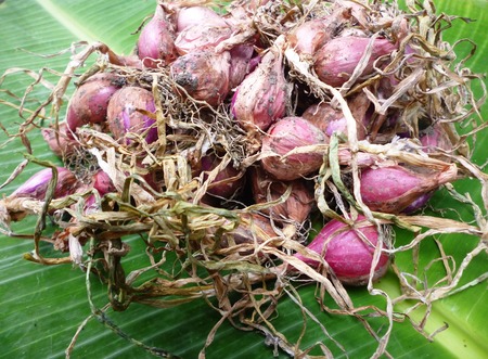 dry red small onion on the green banana leafの写真素材