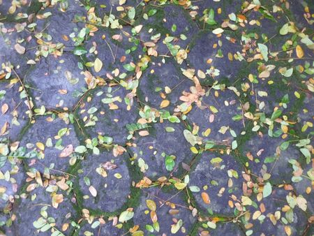 background of paving texture with falling leavesの写真素材