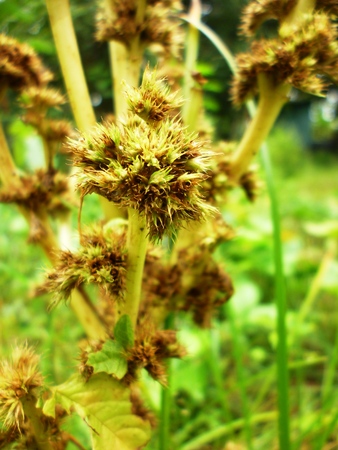 Spinach leaves and flower stems are often used as a rural village cultureの写真素材