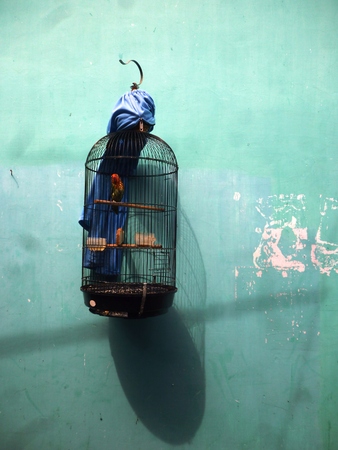 background from birds bos nest by wallの写真素材