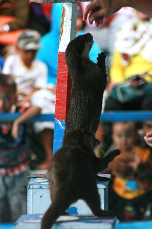 the most famous animal attraction in Blora. Dolphin show pool is large and full visitorのeditorial素材