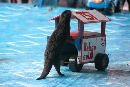 the most famous animal attraction in Blora.  show pool is large and full visitorの写真素材