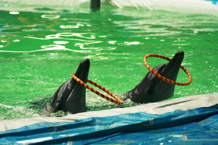 the most famous attraction in Blora. Dolphin show and other animal  the pool is large and full visitorの写真素材