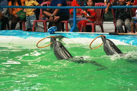 Blora Indonesia  April 5: Dolphins kid viewers on April 5 2015 in Blora central java Indonesia the most famous attraction in Blora. Dolphin show pool is large and full visitor .のeditorial素材