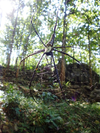 Spider and webの写真素材