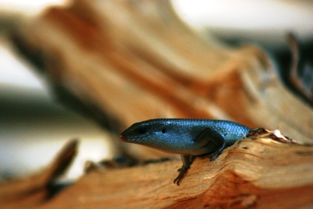 beautiful Many lined Sun Skin Mabuya multifasciata staying on the forest woodの写真素材