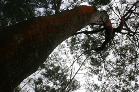 tree at Volcanic lake Telaga Warna at plateau Dieng