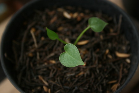 growing plants from seeds of anthurium in small potの写真素材
