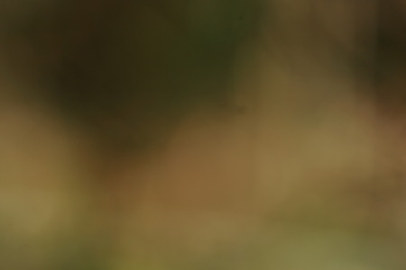 Green natural background of out of focus or bokeh and defocusedの写真素材