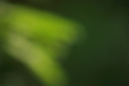 Green natural background of out of focus or bokeh and defocusedの写真素材