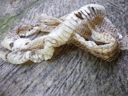 snake scales on the groundの写真素材