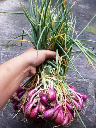 Red onions isolated on grey background and handの写真素材