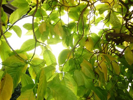 tree with warm leaves under the sunの写真素材