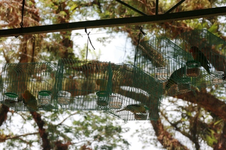 small bird in an iron cageの写真素材