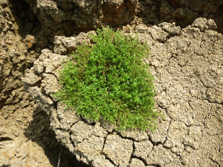 Plant at parched lake. Cracks on dry land in the desert in indonesia