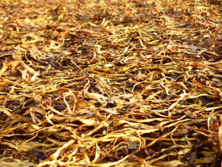 tobacco leaves drying in the sun in Indonesiaの写真素材