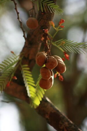 tamarind tree