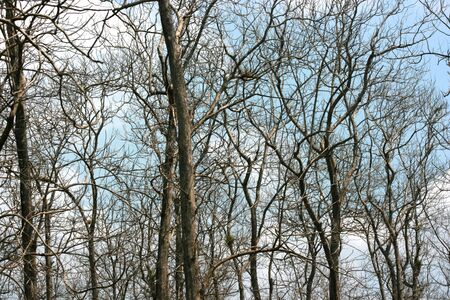 beautiful deciduous tree