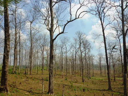 The beautiful deciduous treeの写真素材
