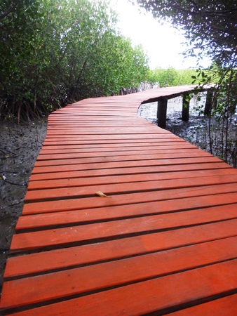 red bridge at Mangrove forest in Indonesia located in Rembang, Central javaの写真素材