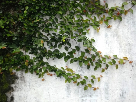 ornamental plants on wall