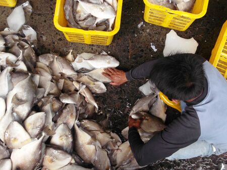atmosphere at the fish auction in Juwana , Pati, Central Java