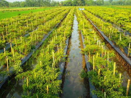 field cayenne pepperの写真素材